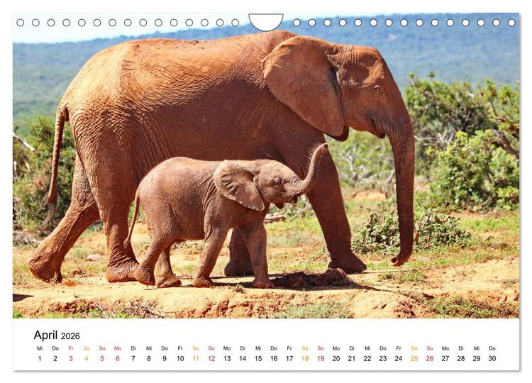 Produktbild: ADDO ELEPHANT NATIONAL PARK Elefanten Babies (Wandkalender 2026 DIN A4 quer), CALVENDO Monatskalender