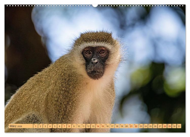 Produktbild: Magische Momente aus Kenia (Wandkalender 2026 DIN A2 quer), CALVENDO Monatskalender