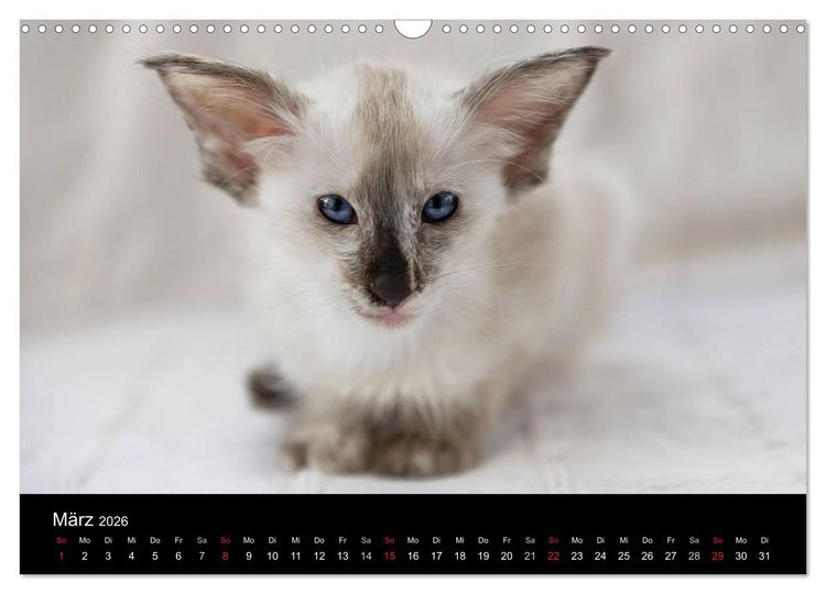Produktbild: Orientalische Katzen (Wandkalender 2026 DIN A3 quer), CALVENDO Monatskalender