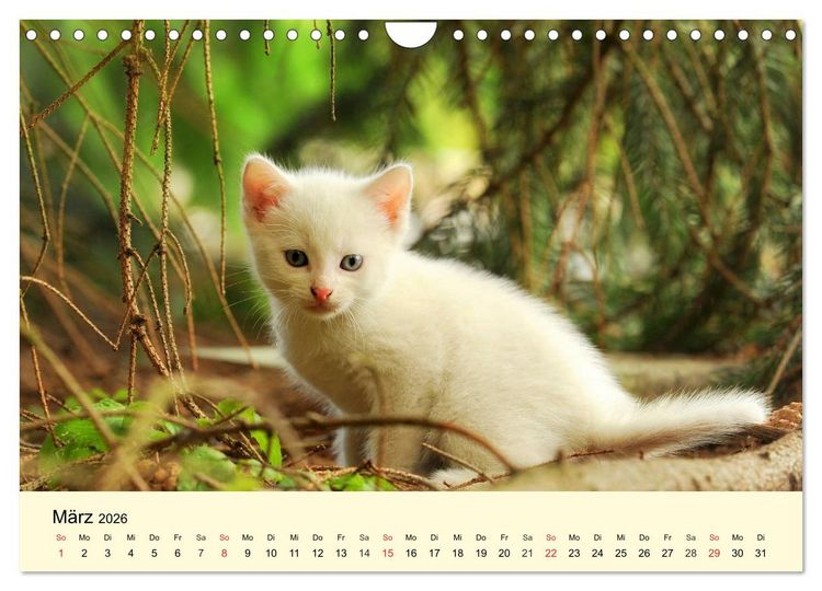 Produktbild: Putzige Katzenkinder. Drollige K&auml;tzchen entdecken die Welt! (Wandkalender 2026 DIN A4 quer), CALVENDO Monatskalender