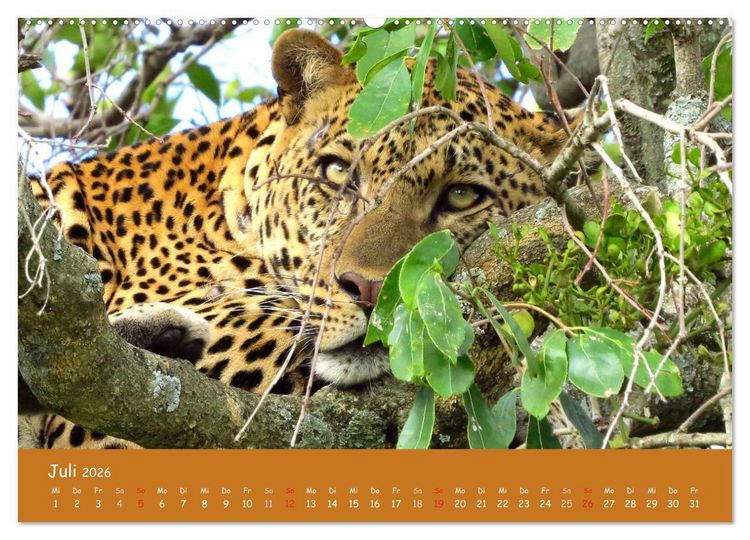 Produktbild: Auge in Auge mit den Tieren Afrikas (hochwertiger Premium Wandkalender 2026 DIN A2 quer), Kunstdruck in Hochglanz