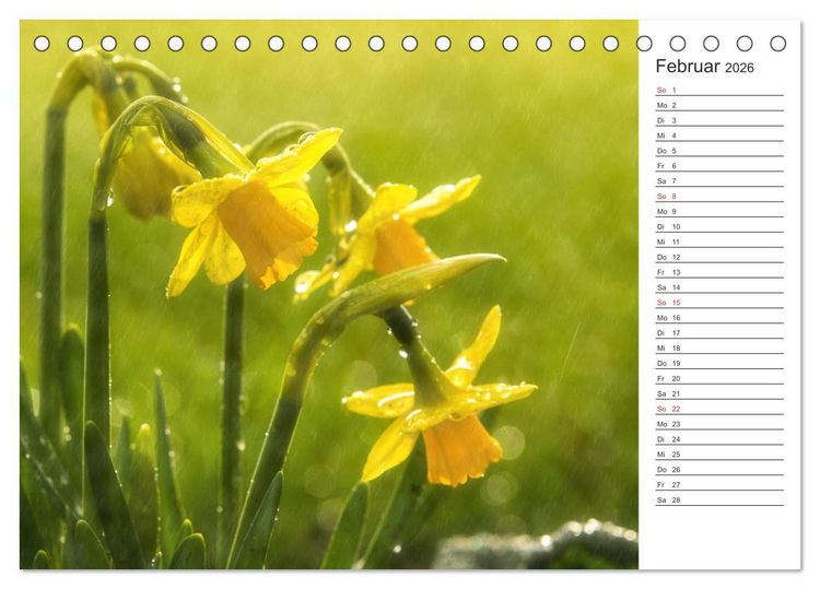 Produktbild: Blumenfreude Terminkalender (Tischkalender 2026 DIN A5 quer), CALVENDO Monatskalender