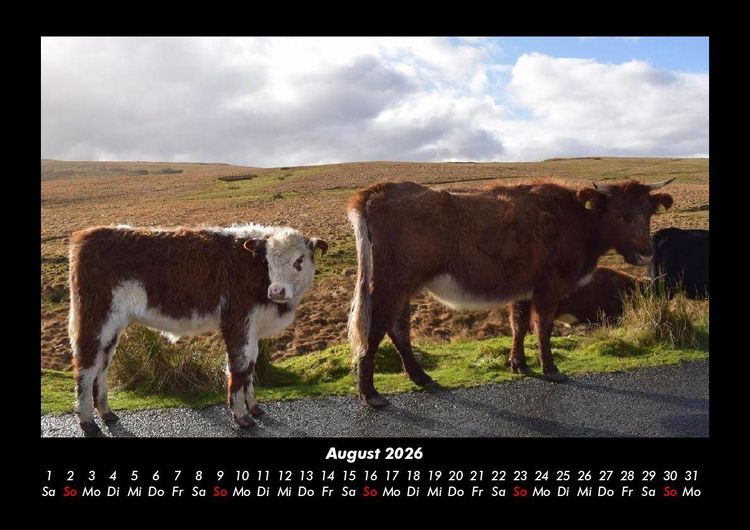 Produktbild: Kuhkalender 2026 Fotokalender DIN A3