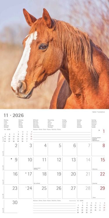 Produktbild: Pferde 2026 - Broschürenkalender 30x30 cm (30x60 geöffnet) - Kalender mit Platz für Notizen - Horses - Bildkalender - Wandplaner - Pferdekalender