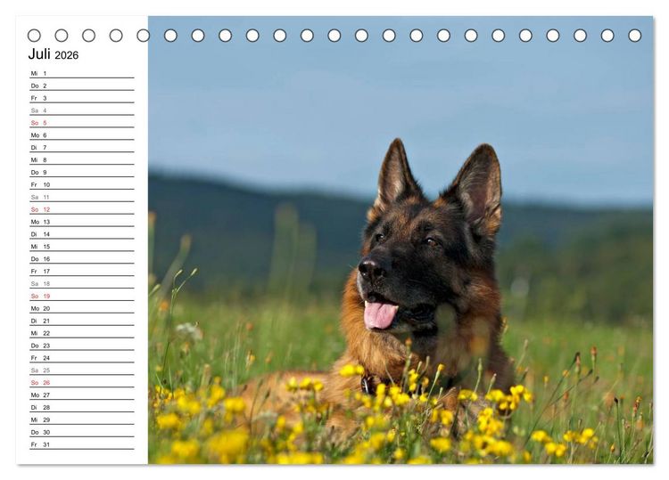 Produktbild: Deutsche Sch&auml;ferhunde - Senioren auf vier Pfoten (Tischkalender 2026 DIN A5 quer), CALVENDO Monatskalender