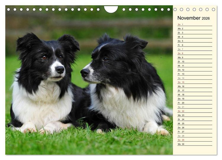 Produktbild: Border Collie 2026 (Wandkalender 2026 DIN A4 quer), CALVENDO Monatskalender