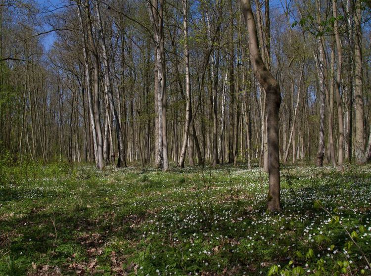 Produktbild: Iltener Holz (Puzzle)