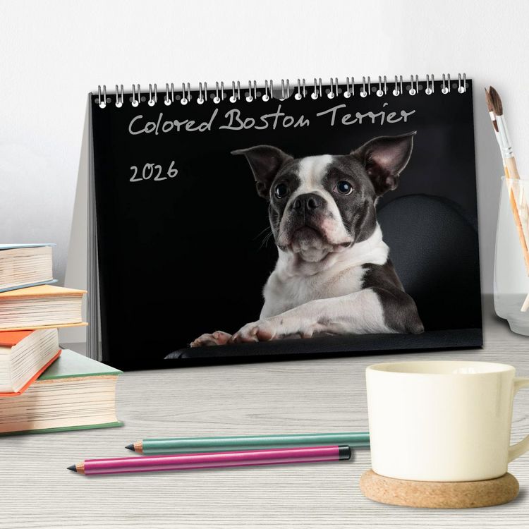 Produktbild: Colored Boston Terrier 2026 (Tischkalender 2026 DIN A5 quer), CALVENDO Monatskalender