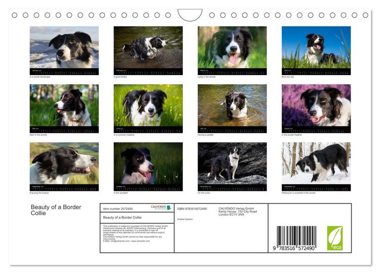 Produktbild: Beauty of a Border Collie (Wall Calendar 2026 DIN A4 landscape), CALVENDO 12 Month Wall Calendar