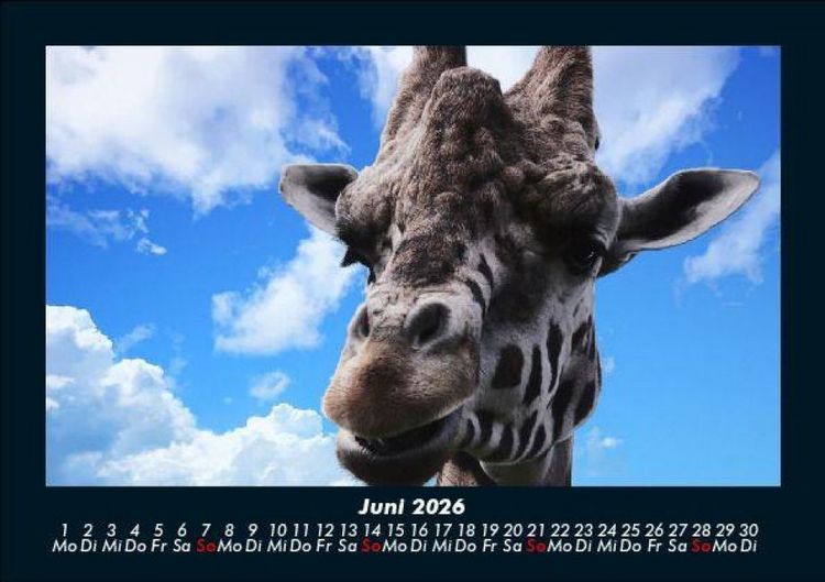 Produktbild: Giraffen 2026 Fotokalender DIN A5