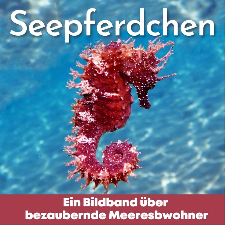 Produktbild: Seepferdchen