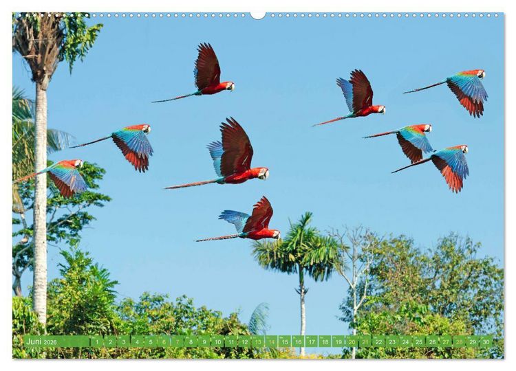 Produktbild: Farbenfrohe Papageien (Wandkalender 2026 DIN A2 quer), CALVENDO Monatskalender