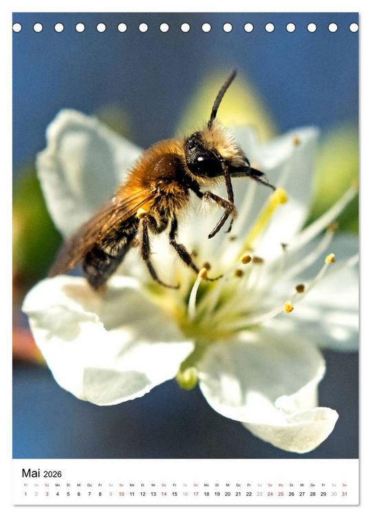 Produktbild: BIENEN - Kleine N&uuml;tzlinge ganz nah (Tischkalender 2026 DIN A5 hoch), CALVENDO Monatskalender