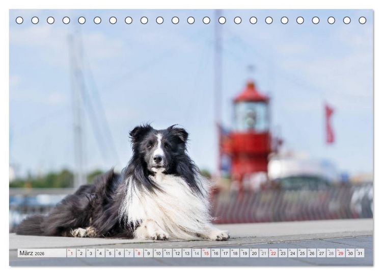 Produktbild: Hamburger Hafencity - Unterwegs mit den Shelties Finn und Louis (Tischkalender 2026 DIN A5 quer), CALVENDO Monatskalender
