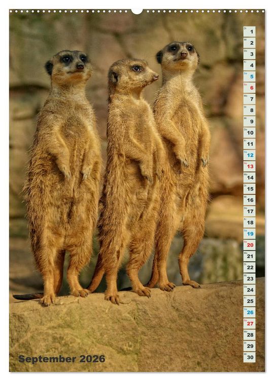 Produktbild: Erdm&auml;nnchen-Meerkats-Surikate (Wandkalender 2026 DIN A2 hoch), CALVENDO Monatskalender