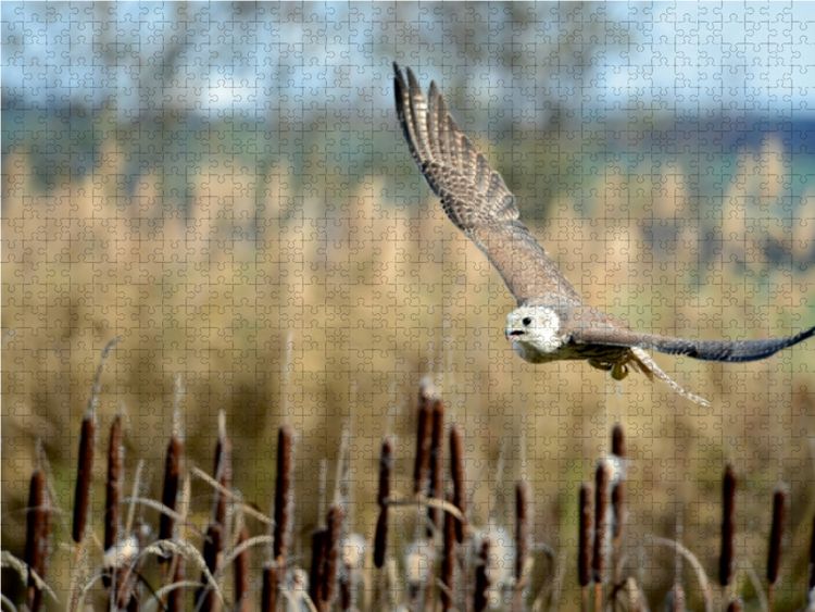 Produktbild: CALVENDO Puzzle W&uuml;rgfalke 1000 Teile Lege-Gr&ouml;&szlig;e 64 x 48 cm Foto-Puzzle Bild von Diane Jordan