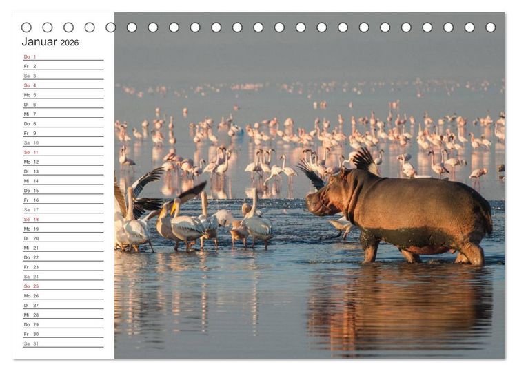 Produktbild: Emotionale Momente: Nilpferde hautnah (Tischkalender 2026 DIN A5 quer), CALVENDO Monatskalender