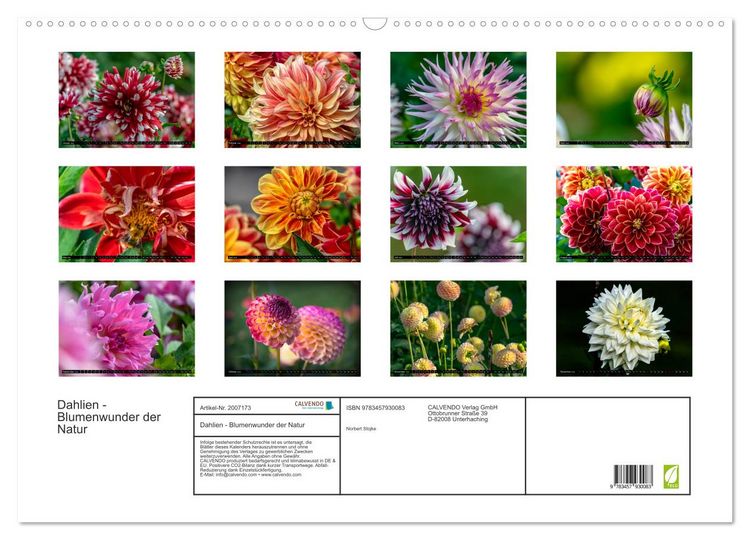 Produktbild: Dahlien - Blumenwunder der Natur (Wandkalender 2026 DIN A2 quer), CALVENDO Monatskalender
