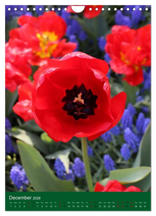 Produktbild: Dutch Tulips (Wall Calendar 2026 DIN A4 portrait), CALVENDO 12 Month Wall Calendar