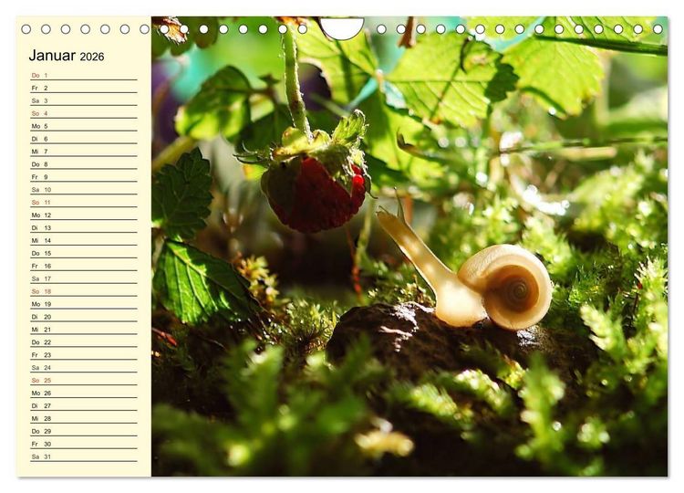 Produktbild: Schnecken. Witzige Schleimer (Wandkalender 2026 DIN A4 quer), CALVENDO Monatskalender