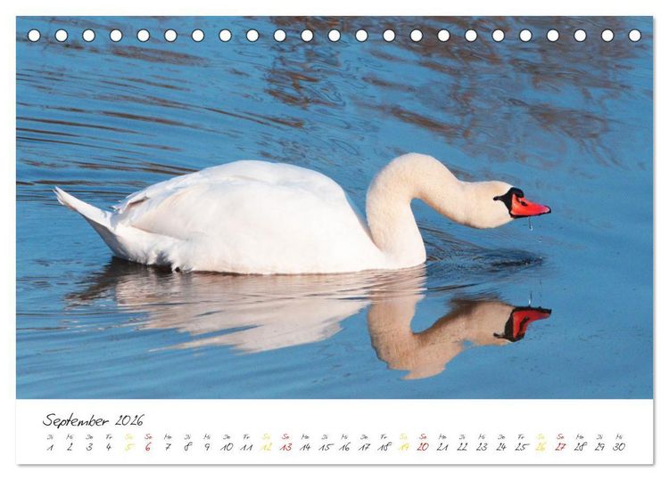 Produktbild: Schw&auml;ne, Liebe f&uuml;r die Ewigkeit (Tischkalender 2026 DIN A5 quer), CALVENDO Monatskalender