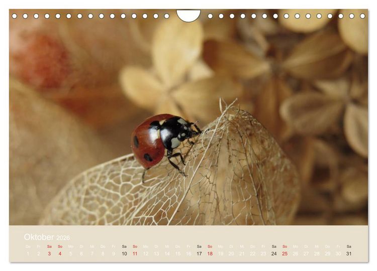 Produktbild: Kleine Gl&uuml;cksk&auml;fer (Wandkalender 2026 DIN A4 quer), CALVENDO Monatskalender