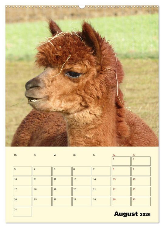 Produktbild: Alpakas erleben (hochwertiger Premium Wandkalender 2026 DIN A2 hoch), Kunstdruck in Hochglanz