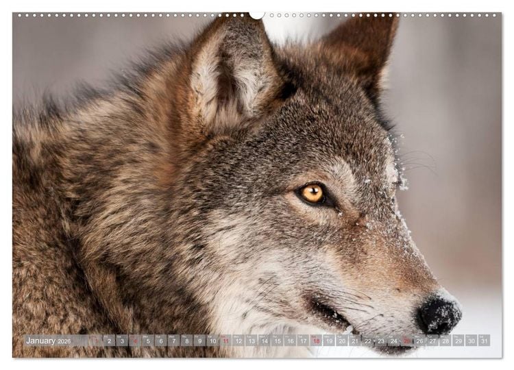 Produktbild: Wolves &bull; Faces of social hunters (High Quality Premium Wall Calendar 2026 DIN A2 landscape),CALVENDO 12 Month Wall Calendar