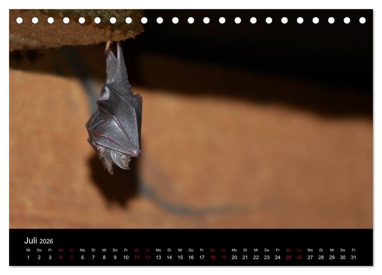 Produktbild: Flederm&auml;use - J&auml;ger der Nacht (Tischkalender 2026 DIN A5 quer), CALVENDO Monatskalender