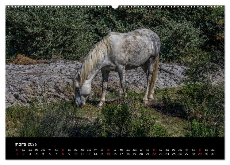 Produktbild: Cheval camarguais (Calendrier mural 2026 DIN A2 vertical) calendrier de bureau