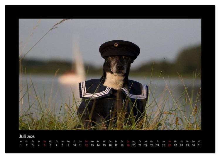 Produktbild: Jack Russell Terrier.....Ein Verwandlungsk&uuml;nstler namens Jake (hochwertiger Premium Wandkalender 2026 DIN A2 quer), Kunstdruck in Hochglanz