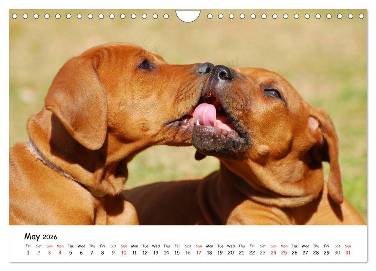Produktbild: Rhodesian Ridgebacks (Wall Calendar 2026 DIN A4 landscape), CALVENDO 12 Month Wall Calendar