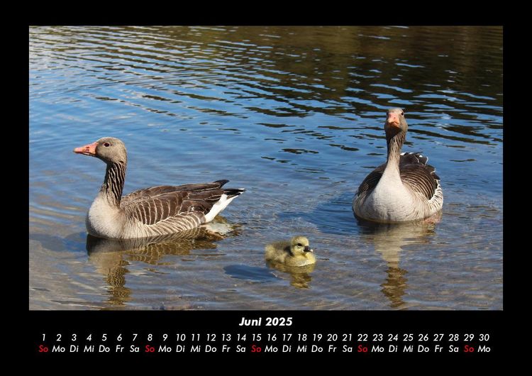 Produktbild: Enten 2025 Fotokalender DIN A3