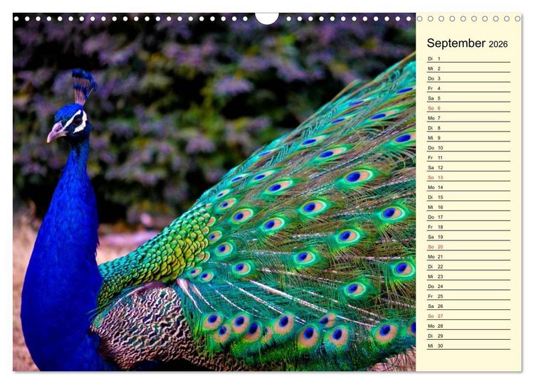Produktbild: Pfaue. Pr&auml;chtig und schillernd (Wandkalender 2026 DIN A3 quer), CALVENDO Monatskalender