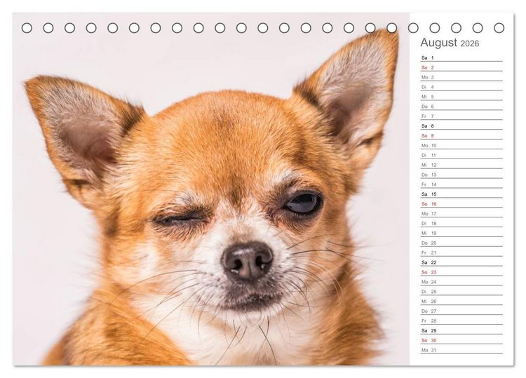 Produktbild: Chihuahua - Die Welt der Kleinen (Tischkalender 2026 DIN A5 quer), CALVENDO Monatskalender