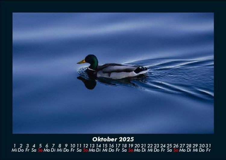 Produktbild: Enten 2025 Fotokalender DIN A5
