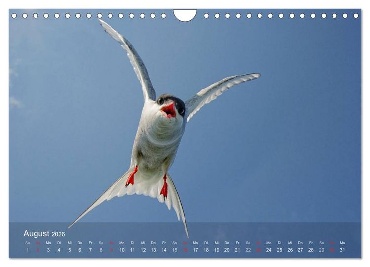 Produktbild: Nordatlantische Seev&ouml;gel (Wandkalender 2026 DIN A4 quer), CALVENDO Monatskalender