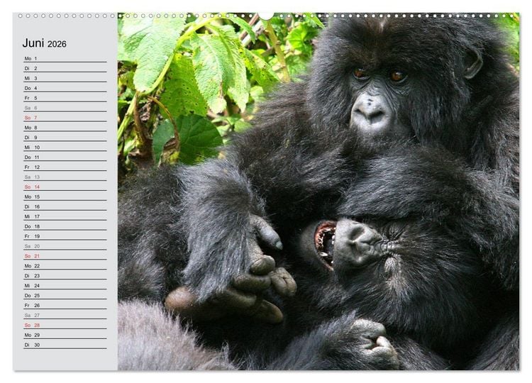 Produktbild: Berggorillas - die sanften Riesen (hochwertiger Premium Wandkalender 2026 DIN A2 quer), Kunstdruck in Hochglanz
