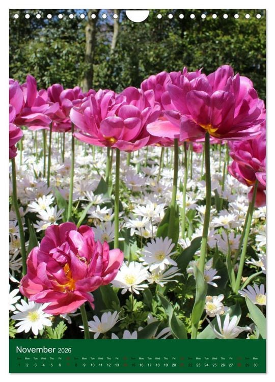 Produktbild: Dutch Tulips (Wall Calendar 2026 DIN A4 portrait), CALVENDO 12 Month Wall Calendar