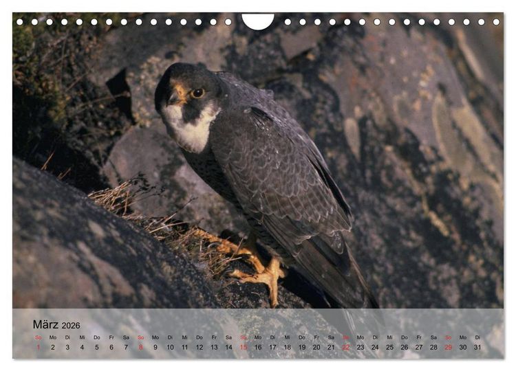 Produktbild: Falken und Greifv&ouml;gel. Edle J&auml;ger (Wandkalender 2026 DIN A4 quer), CALVENDO Monatskalender