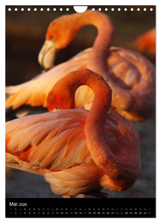 Produktbild: Flamingos - Eleganz in Rot und Rosa (Wandkalender 2026 DIN A4 hoch), CALVENDO Monatskalender