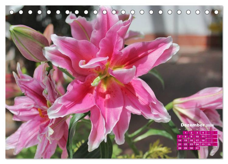 Produktbild: Lilien (Lilium) (Tischkalender 2026 DIN A5 quer), CALVENDO Monatskalender