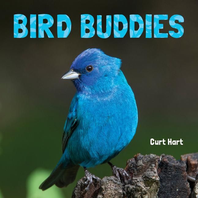 Produktbild: Bird Buddies
