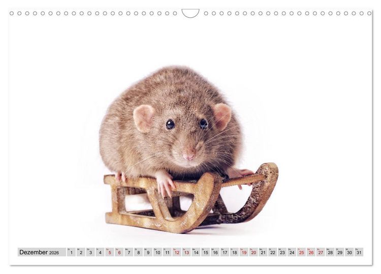 Produktbild: Rattenscharf und zuckers&uuml;&szlig; (Wandkalender 2026 DIN A3 quer), CALVENDO Monatskalender