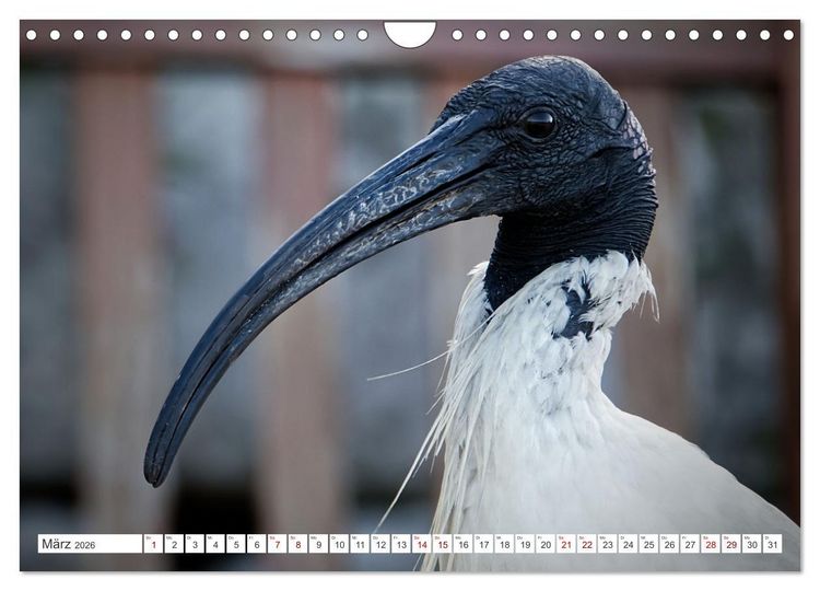 Produktbild: Australiens V&ouml;gel (Wandkalender 2026 DIN A4 quer), CALVENDO Monatskalender