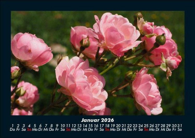 Produktbild: Rosen-Kalender 2026 Fotokalender DIN A5