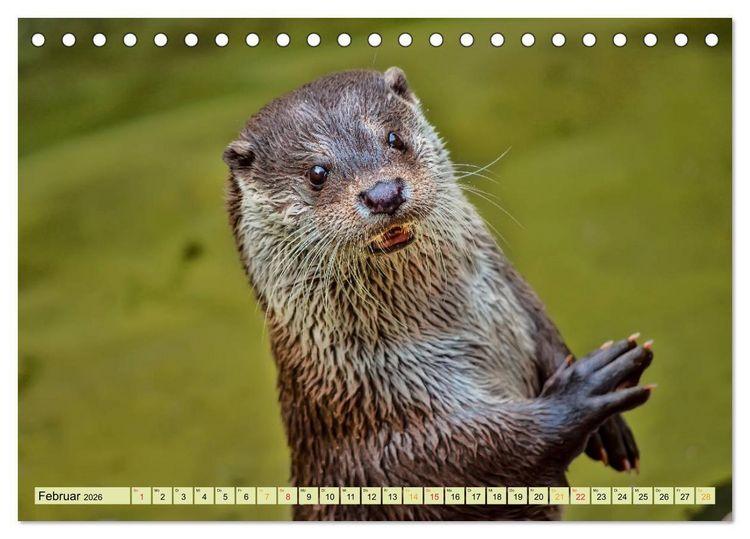 Produktbild: Fischotter - putzige Kerlchen und elegante Schwimmer (Tischkalender 2026 DIN A5 quer), CALVENDO Monatskalender