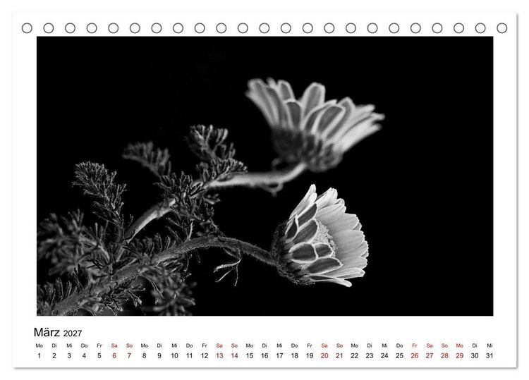 Produktbild: Die grafische Sch&ouml;nheit der Pflanzen &ndash; Schwarz-Wei&szlig; (Tischkalender 2027 DIN A5 quer), CALVENDO Monatskalender