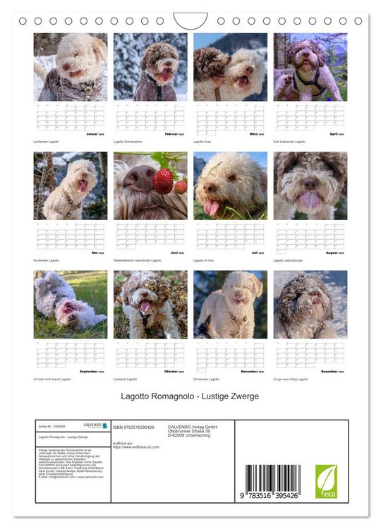 Produktbild: Lagotto Romagnolo - Lustige Zwerge (Wandkalender 2026 DIN A4 hoch), CALVENDO Monatskalender