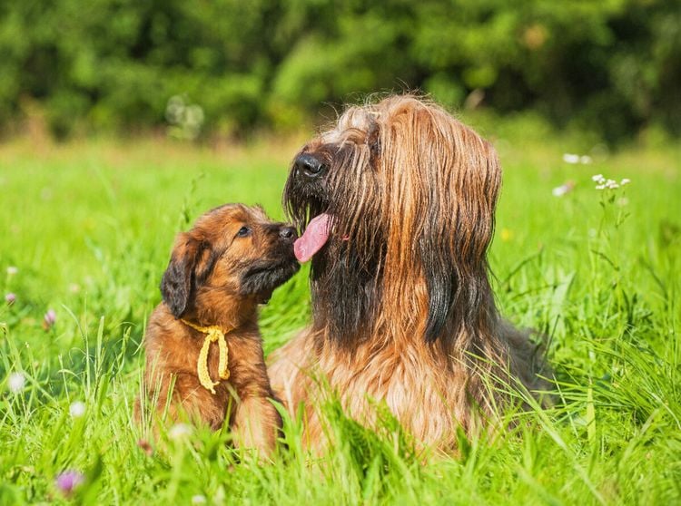 Produktbild: CALVENDO Puzzle Briard- H&uuml;ndin mit einem ihrer Welpen | 2000 Teile Lege-Gr&ouml;&szlig;e 90x67cm Foto-Puzzle f&uuml;r gl&uuml;ckliche Stunden